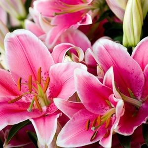 Meet your Posher, Tenair